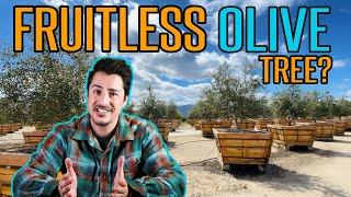 Fruitless Olive Trees | What Are the Options??