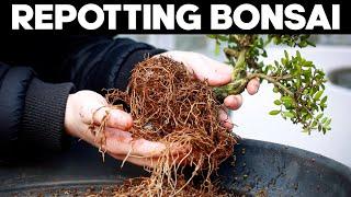 How to Repot a Bonsai Tree for Beginners