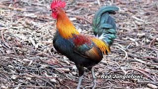 Hawaiian Birds on Island of Oahu