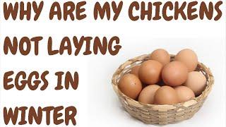 Why Are My Chickens Not Laying Eggs In Winter