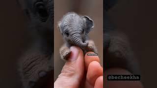 Oh My GodWait for andSmallest elephant Ever Imagined #viralcontent #shorts #animals #elephant