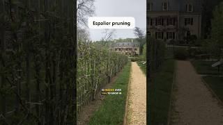 Pruning your Trees in 3 Unique Ways!