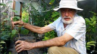 How to propagate trees by chip budding in late summer