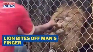 Angry Lion Bit Off Finger Of Zookeeper In Jamaica | Watch Viral Video