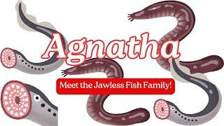 Agnatha: Welcome to the Jawless Fish Family!