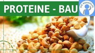 Proteine - Bau & Struktur einfach erklärt - Genetik & Stoffwechselbiologie