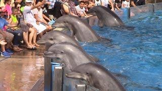 Dolphin Days (Full Show) at SeaWorld San Diego on 8/30/15