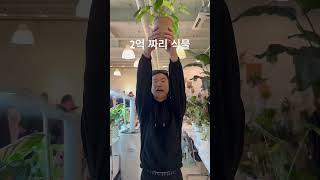 3만원에 샀다!! #몬스테라알보 #plants #monsteraalbo #반려식물 #알보의왕