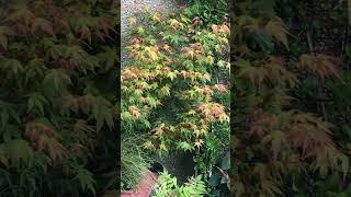Acer‘orange dream’