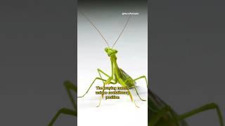 Praying Mantis: 3 Jaw-Dropping Facts in 60 Seconds!  #shortsfeed #shortsviral