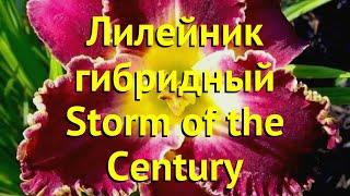 Лилейник гибридный Сторм оф зе Сенчури. Краткий обзор hemerocallis hybrida Storm of the Century