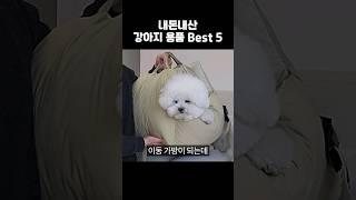 와 이건 정말 잘 샀어요!!! 강아지용품 5가지 (1탄) #shorts