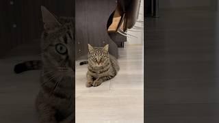 #cat #веселыекоты #youtube 10.04. 25