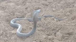 saamp video khatarnak | The Snake captures the Mongoose in its clutches|(vehla larka)