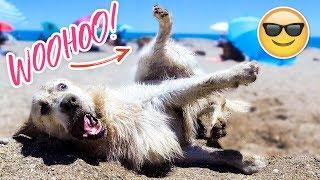 Funny Dog Bailey Beach Day