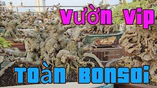 Ngắm 250 TP Bonsai vip vườn chú Tùng Kính Bắc Ninh