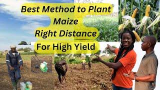 Best Method of planting maize from scratch to earn high income in Ghana | maize planting distance