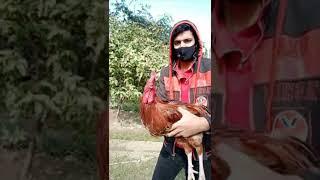 Guy Tries to Move His Rooster Around but His Head Is Fixated Like a Gimbal Stand