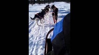 dog sled accident.3gp