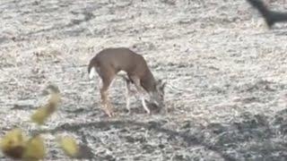 Camping and Hunting Kansas Public-Land Whitetails Part 2!! Bucks are Starting to move!!