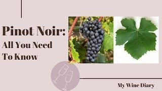 Pinot Noir: All You Need To Know