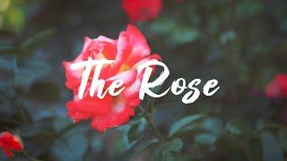 Rosendale - The Rose (Lyric Video)