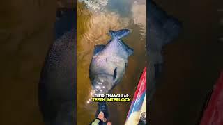 Are Piranhas Really That Dangerous?  The Truth Might Surprise You!
