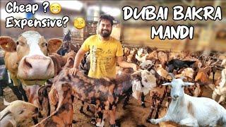 Dubai Bakra Mandi 2023 | Bakry Ki Kia Price Hai ?