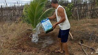 As galinhas foram visitar as plantas/ trabalho quase finalizado