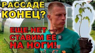 Рассаде конец? Ещё нет — есть приёмы, которые ставят её на ноги!