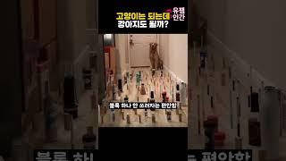 고양이는 되는데 강아지도 될까?
