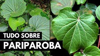 PARIPAROBA OU CAAPEBA: AJUDA COM PROBLEMAS NO FÍGADO, PEDRA NA VISÍCULA E MUITO MAIS! #020