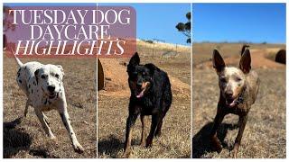 Dog Daycare Highlights - Tuesday 10/12/2024