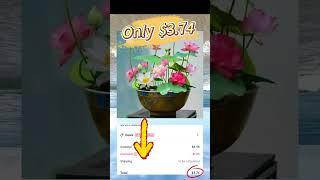 Unbelievable deal: get a beautiful lotus flower for just $3.74!#lotusflower #cheapfinds