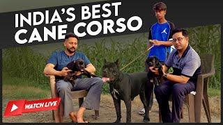 How to Buy a India's Best Cane Corso: Tips and Advice for Selecting Puppy