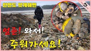 대박!!! 높은 파도가 있는날! 해변에갔더니 널렸어요!!! 후딱 주워가세요!!