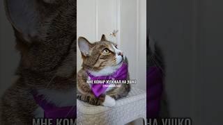 МНЕ КОМАР ЖУЖЖАЛ НА УШКО(ЧАСТУШКИ ОТ КОТЯМБИКА) #юмор #котики #животные