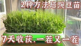 Easy Pea Shoots 2 种方法培出爆盆豌豆苗，7天收获，割了又长