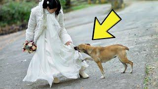 On Her Wedding Day, Her Dog Blocked Her Path — Then She Discovered the Heartbreaking Reason