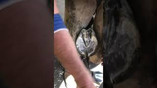 How to trim a horses hoof