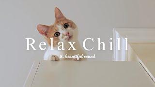 [ Music playlist ] Chill music for Relax & Good mood/Calm&Happy vibes/Acoustic/Folk/cat/work&study