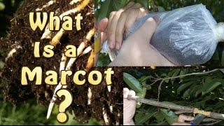 What is a Marcot, Marcotted, Marcotting or Air Layering of Fruit Trees