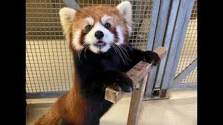 Red Panda Keeper Talk