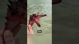 Почему морская звезда — это не рыба 