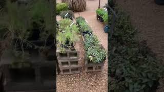 Blue moon garden van zandt county texas part 4