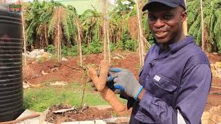 3 Things  you should know about breaking Dormancy in yam farming!