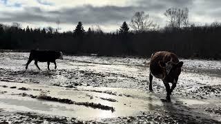 Beauty day to work some cattle!