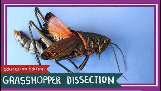 Grasshopper Dissection || It's a Bird, It's a Plane [EDU]