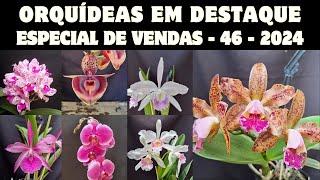 ORQUÍDEAS em DESTAQUE - Especial de Vendas 46 - 2024 - Estamos no mês BLACK FRIDAY - participe!!