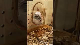 come up Roborovski Dwarf Hamster #shorts #hamster #Roborovskii  #Dwarf